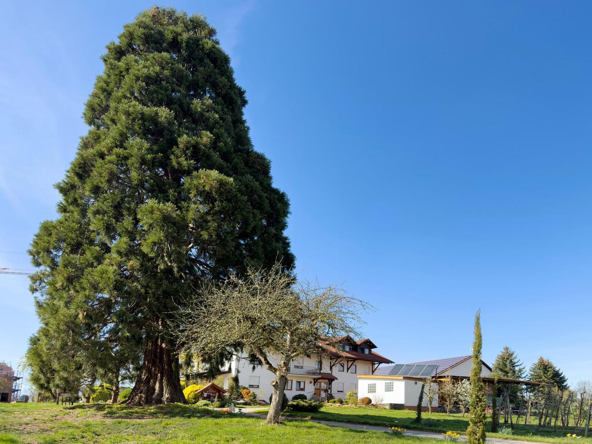 Bergchalet Mirabell - Hofgut FDH Dış mekan fotoğraf